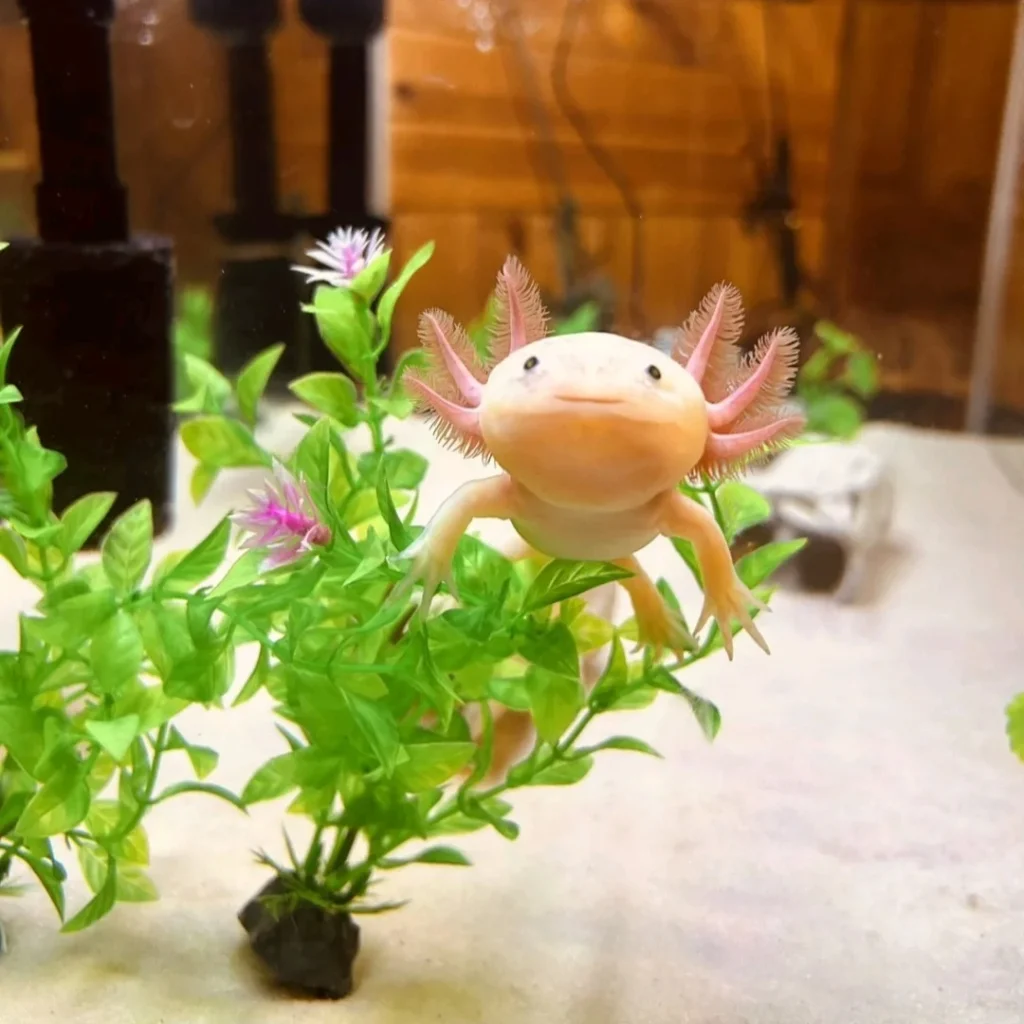 An axolotl is swimming in a tank.